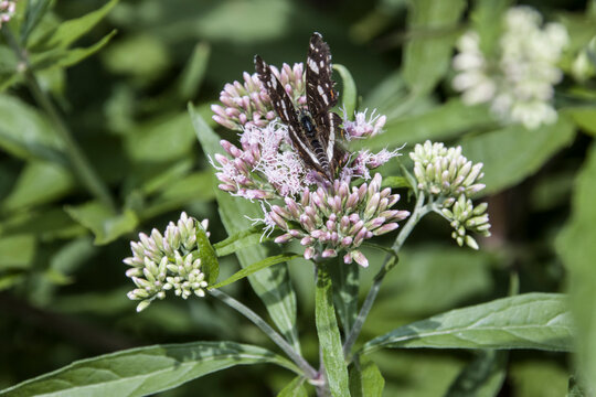 Landk&auml;rtchen auf der Bl&uuml;te eines Wasserdost