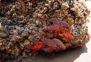 Colorful sea stars and green sea anemones on tide-covered rocks at low tide, Cannon Beach, Oregon. Close-up view of marine life on the Pacific Northwest coast.