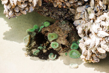 Colorful sea stars and green sea anemones on tide-covered rocks at low tide, Cannon Beach, Oregon. Close-up view of marine life on the Pacific Northwest coast.