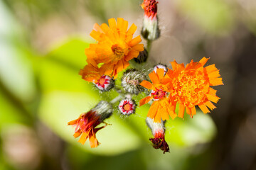 Orangerotes Habichtskraut (Pilosella aurantiaca)