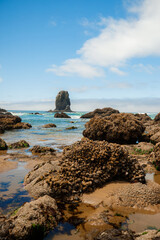Colorful sea stars and green sea anemones on tide-covered rocks at low tide, Cannon Beach, Oregon. Close-up view of marine life on the Pacific Northwest coast.