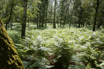 Adlerfarn (Pteridium aquilinum) in einem lichten Mischwald