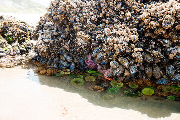 Colorful sea stars and green sea anemones on tide-covered rocks at low tide, Cannon Beach, Oregon....