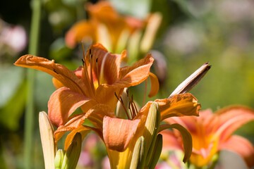 Feuer-Lilie (Lilium bulbiferum) © etfoto