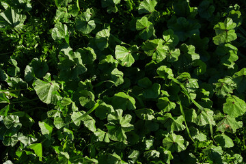 Natural Pattern of Green Leaves and Plants
