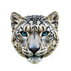 Fototapeta premium Snow Leopard isolated on white background