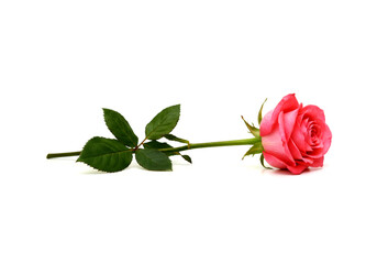 Naklejka premium One single red rose isolated on white background