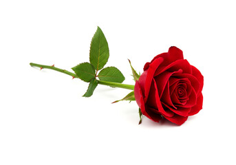 Naklejka premium One single red rose isolated on white background