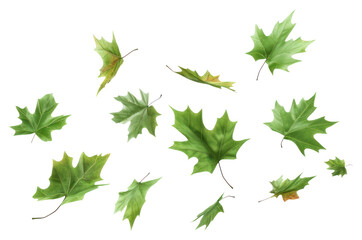 PNG Falling green ten leaves leaf background nature.