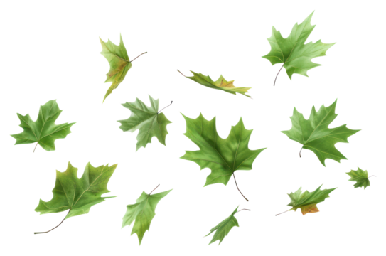 PNG Falling green ten leaves leaf background nature.