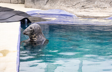 Seal emerging from water near poolside in a controlled aquatic environment