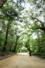 Fototapeta premium 新緑の鹿島神宮 