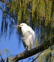 Eastern reef egret perched on a branch