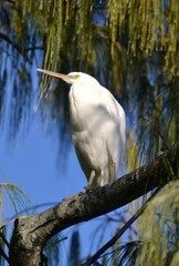 Wild white eastern reef egret bird in tree