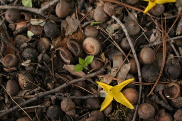 가을  토토리와 개나리꽃 © hyunsook