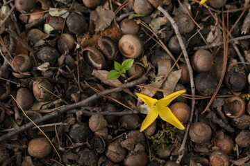 토토리와 개나리 © hyunsook