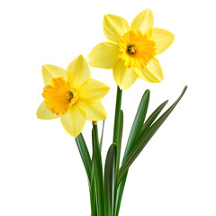 Vibrant Yellow Daffodils on Black Background Spring Flowers, Botanical Photography