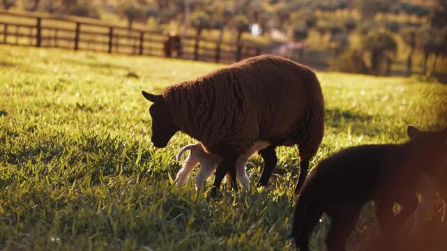 Cordeirinho Pulando e Mamando na Ovelha &ndash; V&iacute;deo em 4K C&acirc;mera Lenta