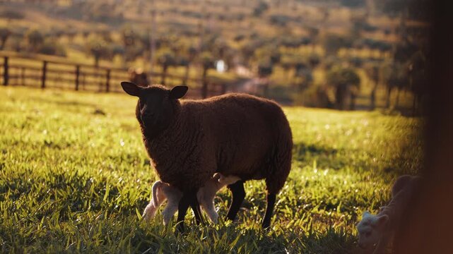 Ovelha Preta Amamentando Cordeiro no Campo ao P&ocirc;r do Sol &ndash; V&iacute;deo em 4K C&acirc;mera Lenta