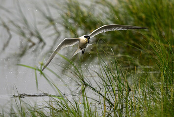 Gull-billed Tern in Flight Over Wetland