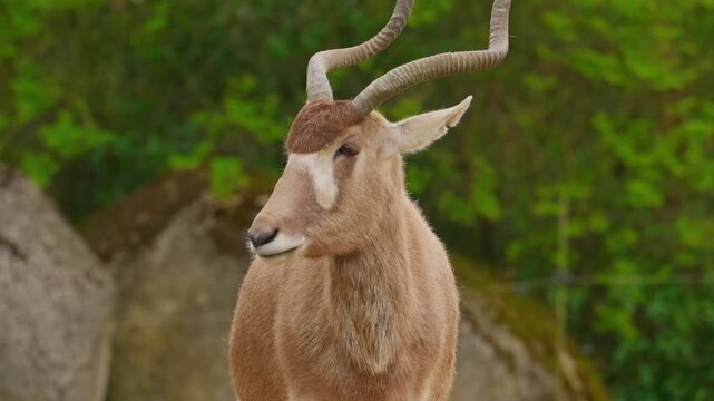 Adult Markhor at national park. Endangered mountain goat