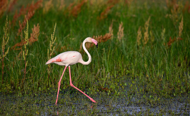 Obraz premium Greater Flamingo Among Green and Water: Balance in Doñana