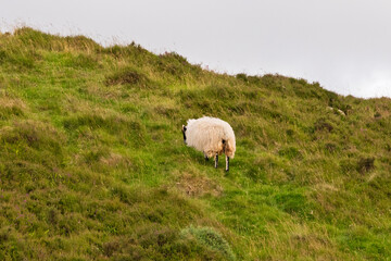 Fototapeta premium A sheep is grazing on a hillside
