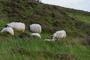 A group of sheep are grazing on a hillside
