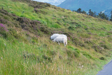 Fototapeta premium Two sheep grazing on a hillside
