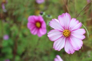 Obraz premium 코스모스 꽃
