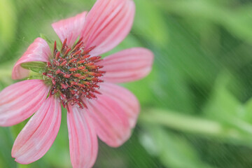 Pink echinacea flower on a green blurred background.