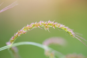 Spikelet of ornamental pink cereal, thin focus part and blurred green background.