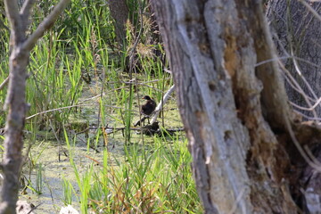 Water Frog Sitting on Branch Among Aquatic Plants