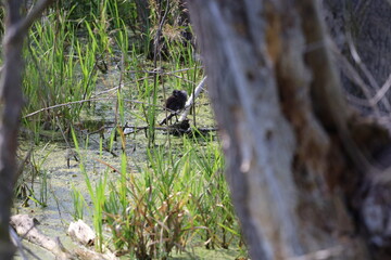 Water Frog Sitting on Branch Among Aquatic Plants