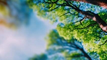 Lush green trees reaching towards the bright blue sky on a sunny day