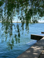 weeping willow on the harbour