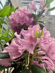bouquet of pink flowers