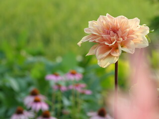 pink dahlia flower