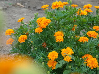 flowers in the garden