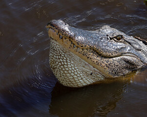American Alligator Puffed up Ready to Bellow