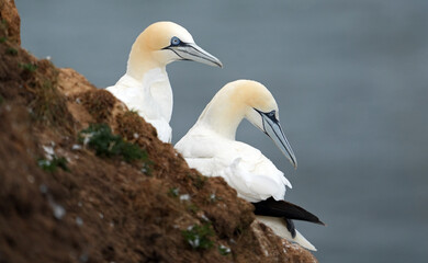 Basstölpel am Bempton Head