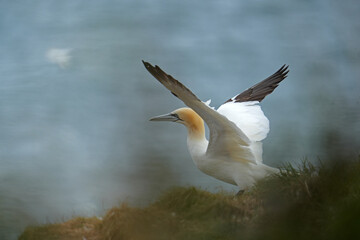 Basstölpel am Bempton Head