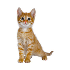 Orang cat isolated on white background