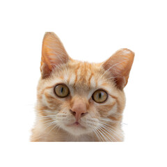 Orang cat isolated on white background