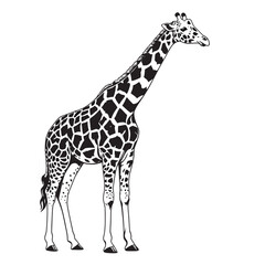 black and white silhouette of a giraffe on a white background