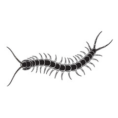 black and white silhouette of a centipede on a white background