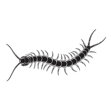 black centipede crawling on white background clip art preview
