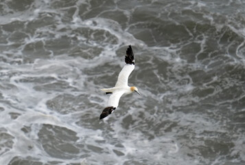Basstölpel am Bempton Head