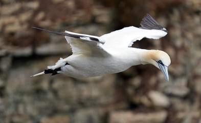 Basstölpel am Bempton Head