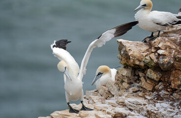 Basstölpel am Bempton Head